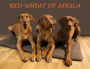Red-Wheat of Africa